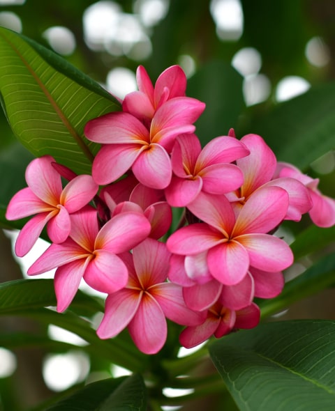 Plumeria