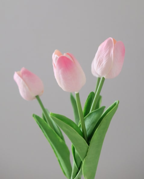 Tulipa